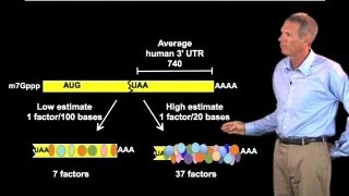 Functions of RNABinding Proteins  Roy Parker BoulderHHMI [upl. by Akirdnas154]