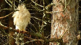 A Coopers Hawk Drops In For A Visit [upl. by Saudra]