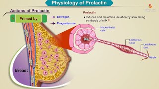 What is FSH Folliclestimulating Hormone and What Affects FSH Levels Explained [upl. by Leaw]