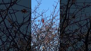 Cardinal chirping nature [upl. by Noet]