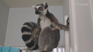 Endangered ringtailed lemur found roaming in Houstons Bear Creek Park [upl. by Alyl]