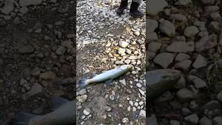 Steelhead Fishing foryou sort fishing fyp [upl. by Lachus]