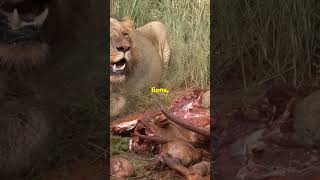 Terrifying Tale of the Tsavo Man Eaters lion lionsfight lionking [upl. by Dominik187]