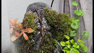 DIY WATERFALL PALUDARIUM terrarium paludarium aquaterrarium plants waterfallbuilder jungle [upl. by Gettings676]