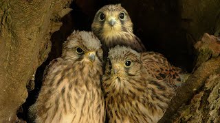 Kestrel Chicks Feisty Fierce amp Ready to Fly  Athena amp Apollo  Robert E Fuller [upl. by Nivle]