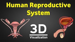 Human reproduction 3d human reproductive system 3d male amp female reproductive system NEET 2024 [upl. by Vaios]