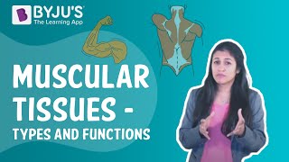 Muscular Tissues  Types And Functions I Class 9 I Learn With BYJUS [upl. by Hyacinthie]