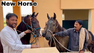 New Ghodi Ko Horse Se Check Karvaya [upl. by Sabra]