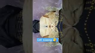 Cats Kissing cat cat romantic kiss [upl. by Leonanie]