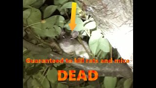 100 guaranteed kill mice and rats DEAD petchildnature safe [upl. by Longtin]