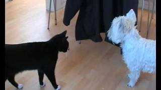 annoyed cat and mad dog fight Erny amp Lottie fun play canine teases feline [upl. by Aicilak287]