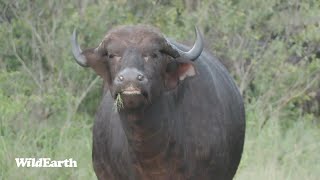 WildEarth  Sunrise Safari  27 January 2024 [upl. by Hanzelin]