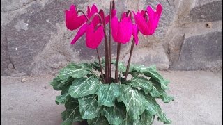 ABC TV  How To Make Cyclamen Plant With Crepe Paper  Craft Tutorial [upl. by Adlai]