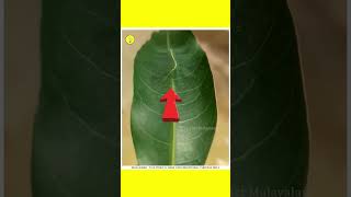 ഇങ്ങനെയും ജീവികൾ  3 camouflage animals😱  unknown facts  facts Malayalam shorts ytshorts [upl. by Gregor719]