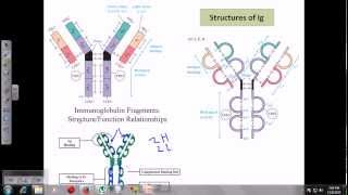 Immunoglobulins [upl. by Jain]