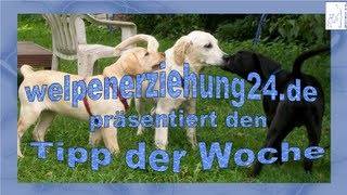 Welpenerziehung Tipp der Woche  Freizeichen [upl. by Arthur]