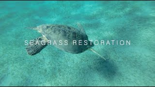 MARIN Project  Seagrass Restoration [upl. by Notyep]