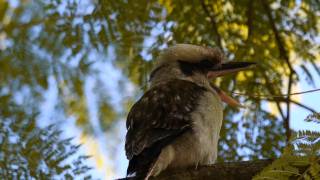 Kookaburra Dacelo novaeguineae in a Tree  Jägerliest im Baum 2 [upl. by Nnylak729]