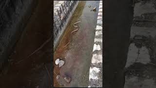 mongoose vs snake cobra real fight  नाग  cobravsmongoose cobra mongoosevssnake [upl. by Afirahs399]