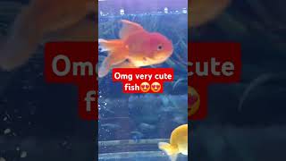 Fish Tank  Fish videos fish fishtank subscribe support like comment nepalesetravellerkg [upl. by Mellins]