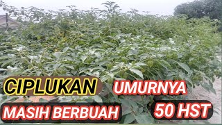 Ciplukan Umur 50 Hst Masih Berbuah [upl. by Delano417]