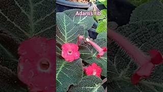 episcia plant collection 4episcia plants collection episcia plants garden tour malayalam [upl. by Aicitan]