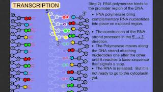 Protein Synthesis Stage 1 Transcription [upl. by Vilma900]