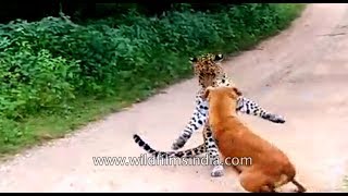 Dog barks and chases off leopard that came to attack him [upl. by Arytal]