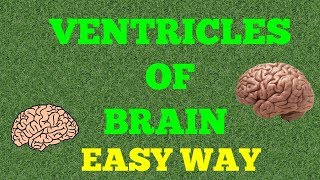 VENTRICLES OF BRAIN EASY WAY [upl. by Ttemme]