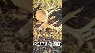 Whitetail deer Hunting DeerHunting BigDog ￼ [upl. by Elyrad945]