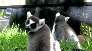 Ringtailed lemurs with mirror [upl. by Aymer670]