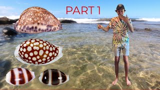 I FOUND 2 RARE DONKEY COWRY SHELLS AND A GIANT ARABIAN COWRY BEACH COMBING AUSTRALIAS COASTLINE [upl. by Ahsinehs]