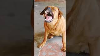 Agar aapse poochha jaaye 😱❌ facts scinece scienceknowledge shortvideos virlfact [upl. by Nirok]