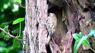 Treecreeper Nest Part Five [upl. by Nessnaj263]