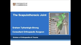 Scapulothoracic Joint [upl. by Fahy]