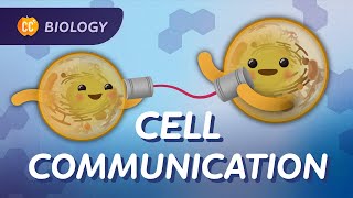 Why Do Cells Need to Communicate Crash Course Biology 25 [upl. by Dercy]