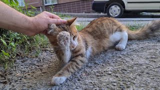 Cute cat finally agreed to be friends with me [upl. by Valerie]