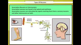 Types of Neurons  Types of Neurons and their functions [upl. by Alyssa]