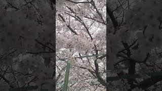 庭の桜が全部咲いた [upl. by Eenet761]