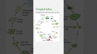 Protoplast Culture in Plant Tissue Culture conceptsofbotany shorts protoplastculture [upl. by Eissej]