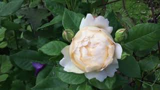 Wollerton Old Hall Rose  Update  David Austin Roses  Arch Planting For All Year Interest [upl. by Erlin]