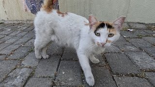 Cat with a white spot at the tip of its tail says hello to me with its cute meow [upl. by Belldame]