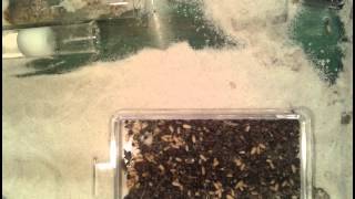 Lasius Niger Boosting with quotForeignquot Eggs [upl. by Ettenav]