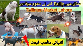 Lahore Dog Market l Tollinton Market dogs l Best Quality dog l Sasti Dog Mandi l haiderbirdzone [upl. by Stanislaus]