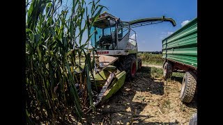 CLAAS JAGUAR 690SL amp CLAAS KEMPER  Silage 2018  GoPro [upl. by Reste]