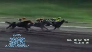 WAR CANNON  PALAUIG  CHRIME BELL  EUROCLYDON  GUSTO MUCHO  LA LIGA PILIPINA RACE 2024 horse [upl. by Areyk]