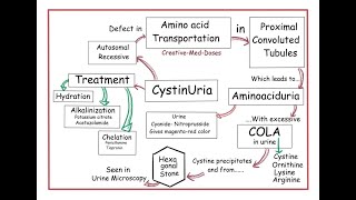 Cystinuria Cystinosis  causes symptoms diagnosis treatment pathology [upl. by Mattias]