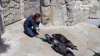 Fun And Games With The Sea Otters [upl. by Ellwood568]