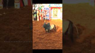 Alanganallur Jallikattu 2024 jallikattu shorts [upl. by Enileoj]