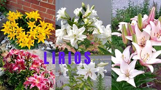 Mira estos son mis Lirios Liliums Azucenas bellas flores que tengo en mi jardín [upl. by Besnard]